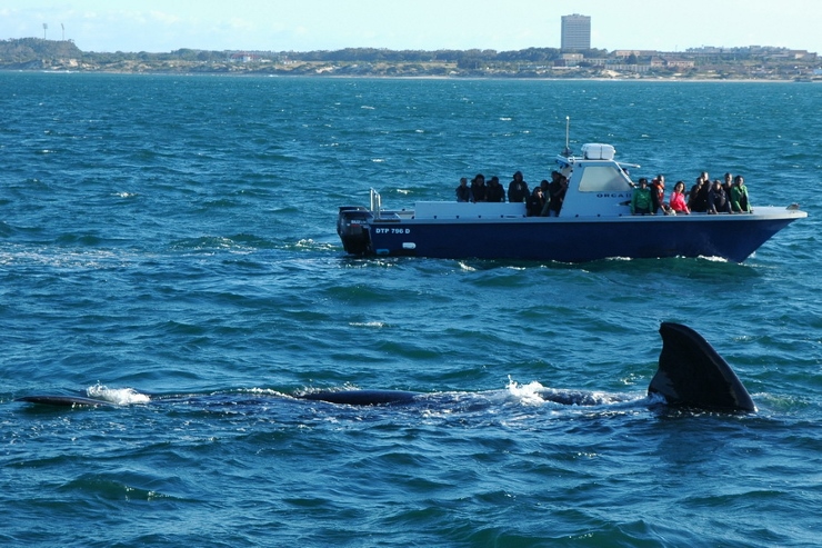 Watching a Whale on the Port Elizabeth Coastline
